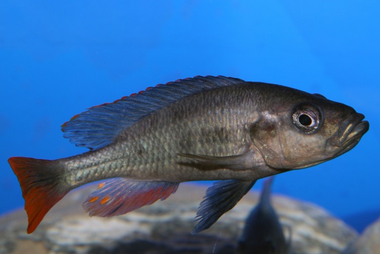 Haplochromis piceatus
